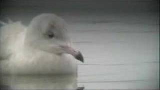preview picture of video 'Glaucous Gull'