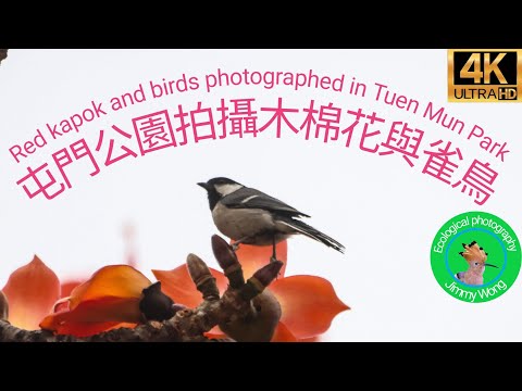 4K 攝影/觀鳥教學5 屯門公園拍攝木棉花與雀鳥 Red kapok and birds photographed in Tuen Mun Park