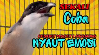 Download lagu PANCINGAN CENDET PAGI-PAGI❗ sekali coba CENDET DIAM PASTI rajin BUNYI❗❗ mp3