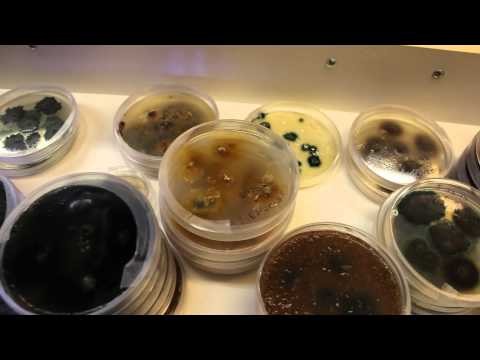 Paggamot ng kuko onycholysis Pamahid laban sa fungi singit