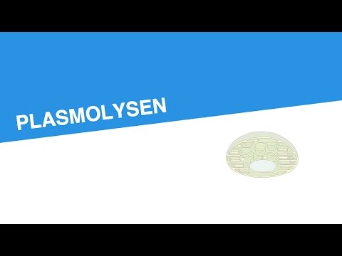 Hypertonie und Drogen-Video Manifestation einer hypertensiven Erkrankung der Augen