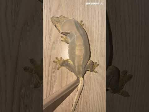 Watch How I Help My Gecko Shed Its Old Skin #shedding #reptiles #lizard #gecko