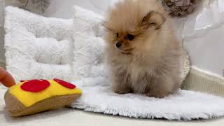 ポメラニアンの動画01