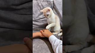 #cat #cute #catvideo #cutecat #funnyvideo #funny #funnycats