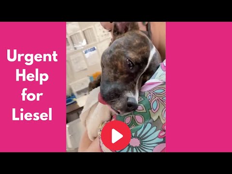 Urgent Help for Liesel - Dog with string tied around her tongue.