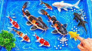 Download lagu Stocking a Small Pond | Catching Wild Walking Catfish, Unique Koi, Ornamental Fish, and Wild Carp mp3