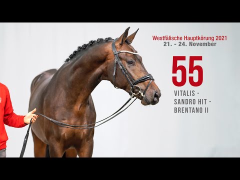 Hauptkörung 2021 Reitpferdehengste Kat-Nr. 55  Vitalis - Sandro Hit - Brentano II