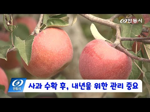 [안동 현장 리포트] 10월 30일, 사과 수확 후 내년을 위한 관리 중요