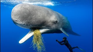 6 Sea Animals That Asked People for Help (people actually help)