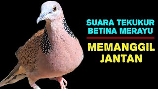 Download lagu Suara Tekukur Betina Memanggil Jantan Agar Rajin Bunyi  mp3
