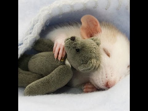 2015 Personality Lecture 17: Agreeableness - Aggression & Empathy