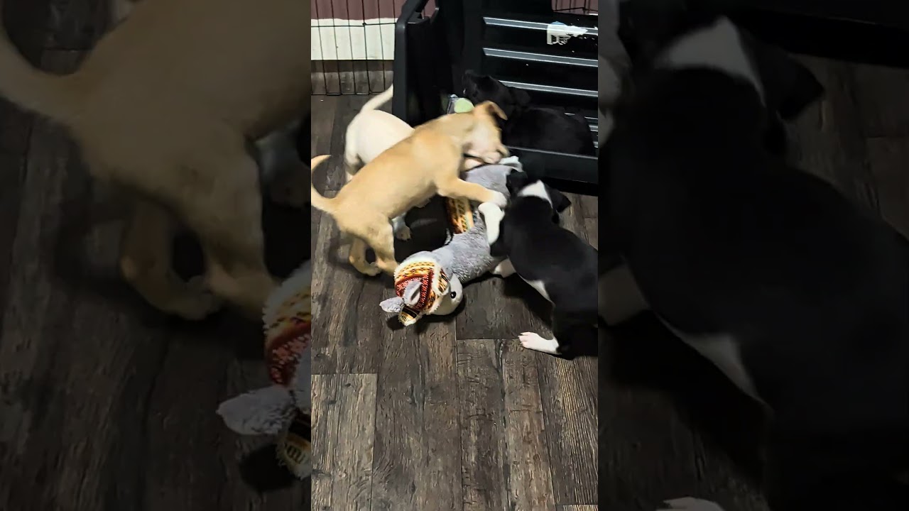 Buster, a Adoptable mixed breed in Rochester, MN video 5/5