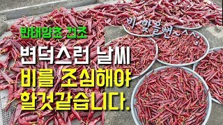 고추농사 태양초건조하기 고추건조시 비 조심해야겠습니다  고추 태양초건조시 주의할점