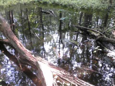 The Background Behind Shocking Youth Message.wmv