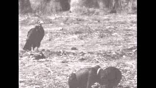 Noiseslaughter - Little fly.wmv