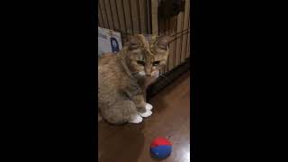 【癒し】頭にお手玉をのせると大変なことに！！　cat!!  メインクーン 野良出身