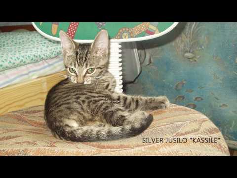 Silver Jusilo - Kassile