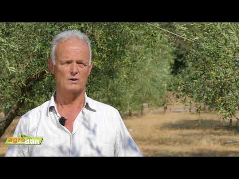 Vojislav Vučetić, maslinar, selo Kavač-Kotor