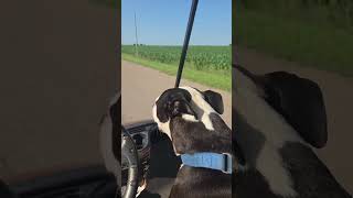 Video preview image #1 Mutt Puppy For Sale in Crystal, MN, USA