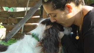 טיפול בעזרת כלבים - טיפול בעזרת בעלי חיים - עמותת כלבים בשירות אנשים