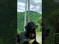 Dev Bhoomi ️ Himachal Pradesh Cinematic Edit