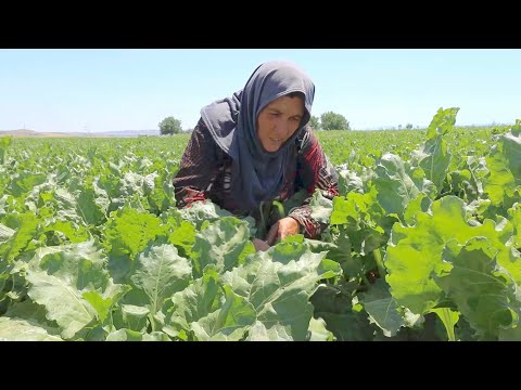 Rehabilitated water canal restores livelihoods of farmers in rural Hama, Syria