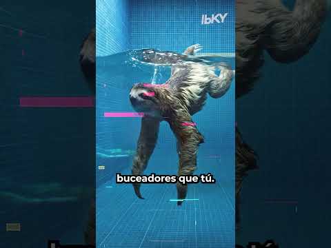 Que ANIMAL aguanta mas la RESPIRACIÓN debajo del AGUA? #shorts