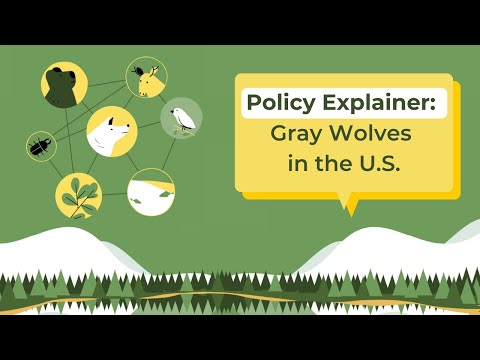Gray Wolves Policy Explainer | 3D Animation and Modeling | Defenders of Wildlife