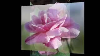 John McDermot - The last rose of summer  *Irish folk song,1805