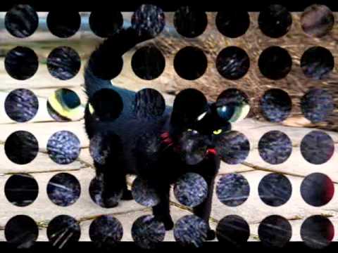 B L A C K -  C A T S