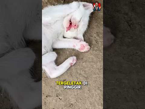 ANAK KUCING DI PINGGIR JALAN#ceritaku#kucingkasian