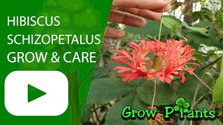 Hibiscus schizopetalus - grow & care (Coral hibiscus plant)