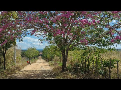 Fim do inverno no Ceará,  aparecendo a floração do ipê roxo. Itauru e Santo Antônio, Ararendá,Ceará.