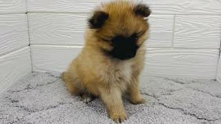 ハーフ犬の動画01