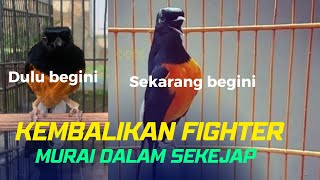 Download lagu Cara Paling Ampuh Kembalikan Fighter Murai Batu Yang Hilang mp3