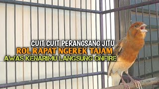 Download lagu kenari gacor panjang Cuit Cuit EMOSI, Pancingan Kenari Paud Belajar Bunyi, terapi AMPUH Kenari MACET mp3