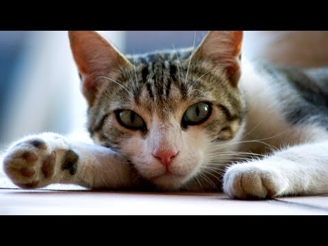 How to Slow Down a Cat Who Eats Too Fast - Using Alternative Feeding Techniques