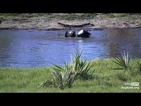 Egyptian Geese fight with public. Tembe: Dec 28 2021, 7AM SAST (no sound, shortened), explore.org