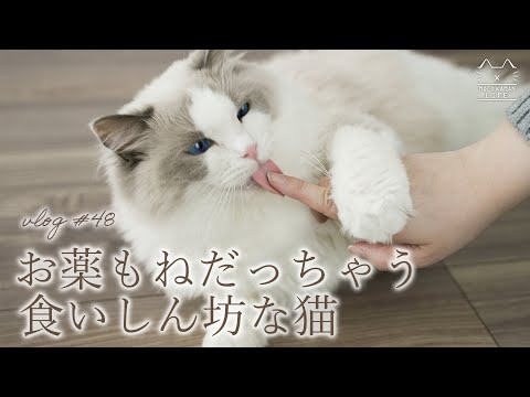 猫の毛玉を防ぐ方法