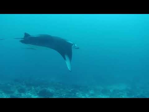 Zdenka & Chris Ellaidhoo riesiger Manta