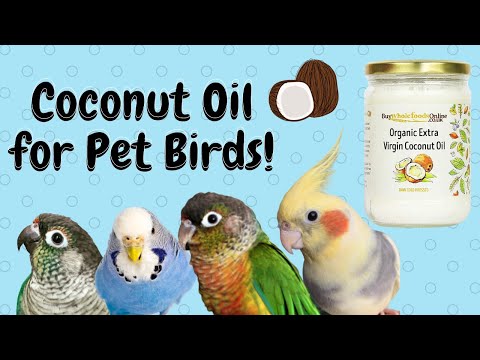 YouTube video about: Where to buy birds eye frozen coconut?