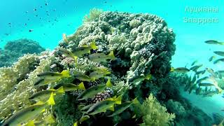 Рыбы Красного моря с названиями и описанием