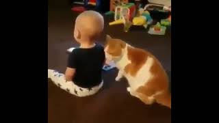 ねえ  ねえ  遊んでにゃ ️     猫好きさんと繋がりたい 猫のいるくらし 猫 #shorts