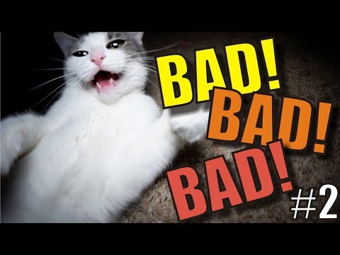 Talking Kitty Cat - BAD! BAD! BAD!