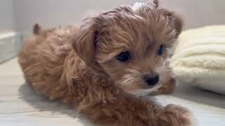 ハーフ犬の動画01