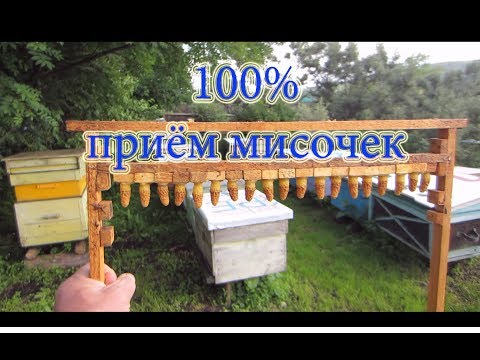 Мой 100 % приём восковых мисочек в семье стартер воспиталке