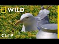 Trapping Herring Gulls At The Javits Center Extraordinary Birder With Christian Cooper