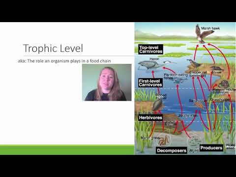 AP Env Sci Topic 1.9 & 1.10 Trophic Levels & the 10% Rule