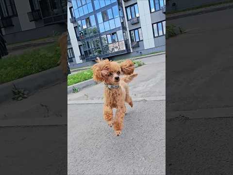 The puppy saw his friend