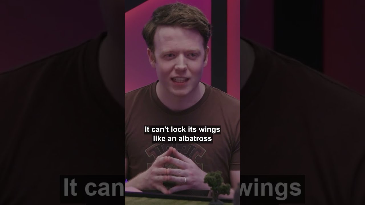 Who knows about birds?